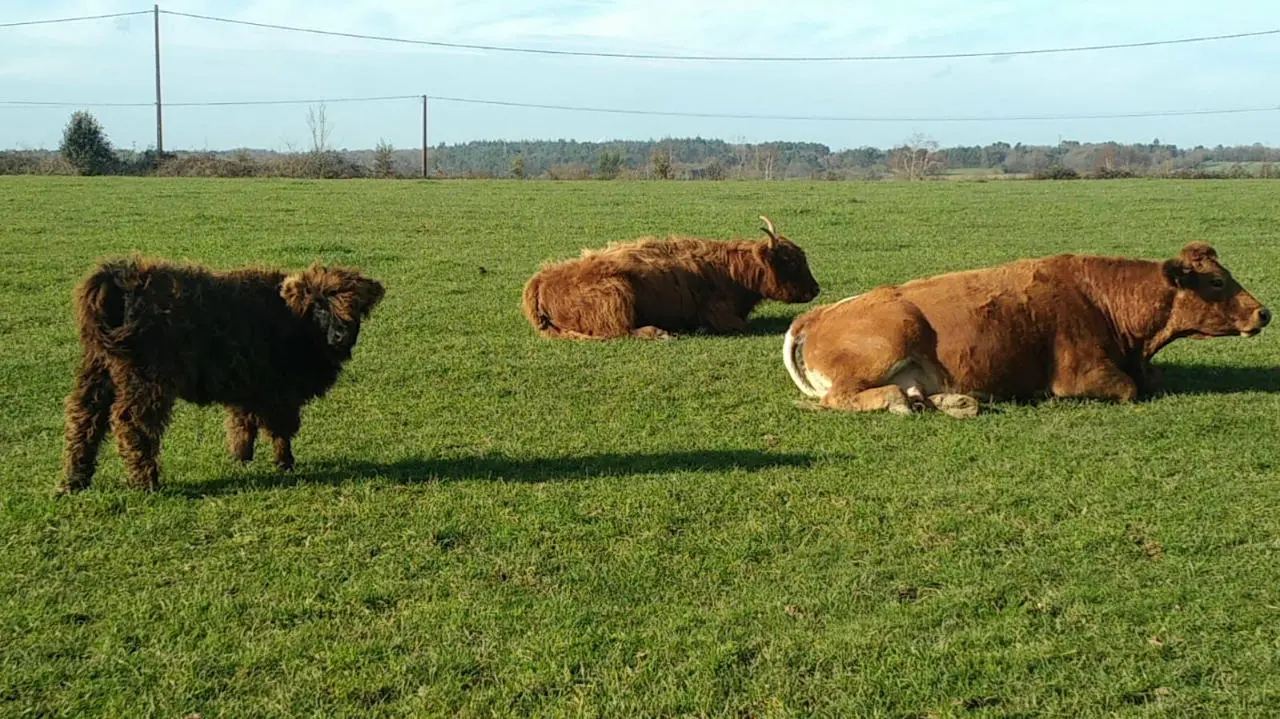 Reportage dans un élevage bovin de race japonaise Wagyu en Ille-et-Vilaine