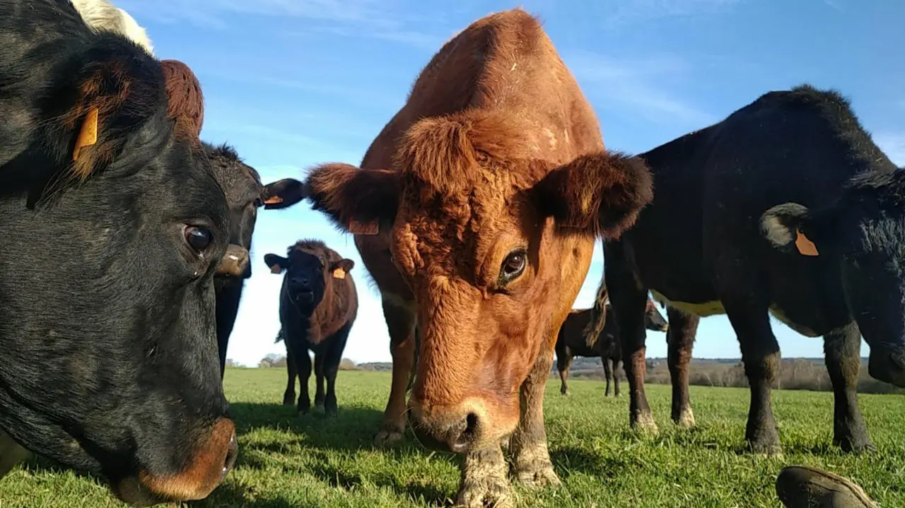 Reportage dans un élevage bovin de race japonaise Wagyu en Ille-et-Vilaine
